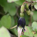 Fuchsia perscandens